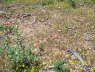 100_0298_Top_ExampleRocks_2