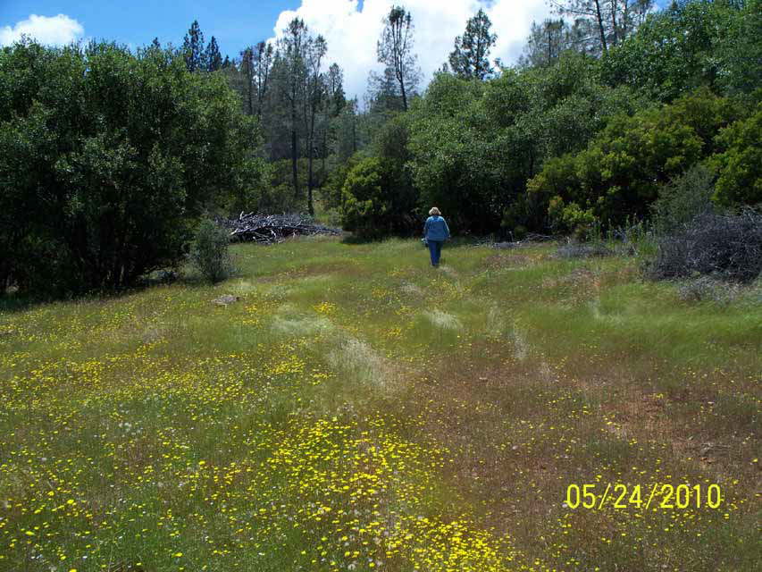 100_0301_Bottom_Woodpile_S