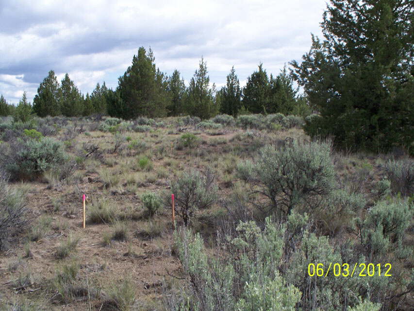 FoundationStakes_EastLineN_0588