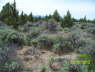 FoundationStakes_North_0573