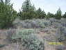 FoundationStakes_SE-North_0569