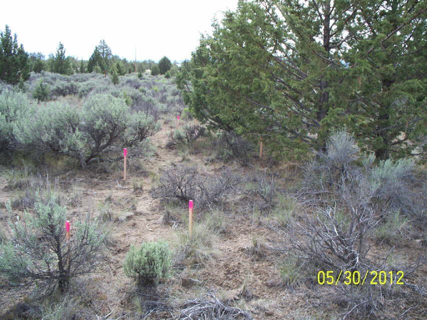 FoundationStakes_SE-South_0570