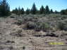 FoundationStakes_SouthLine_0603