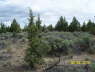 FoundationStakes_WestLineN_0583