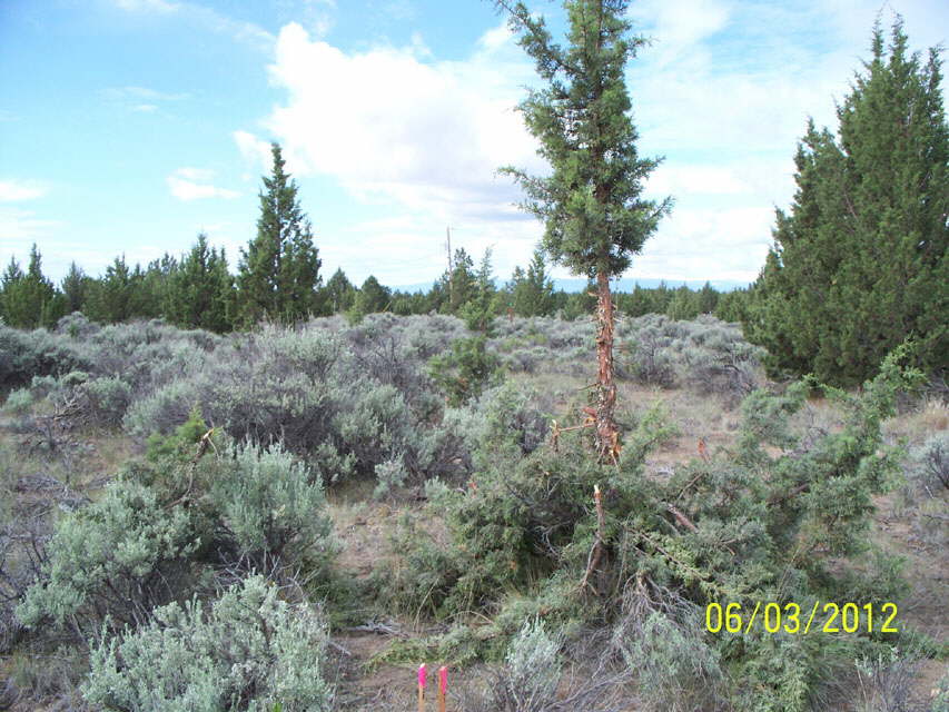 FoundationStakes_WestLineS_0581