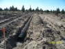 Septic_LeechField_0898